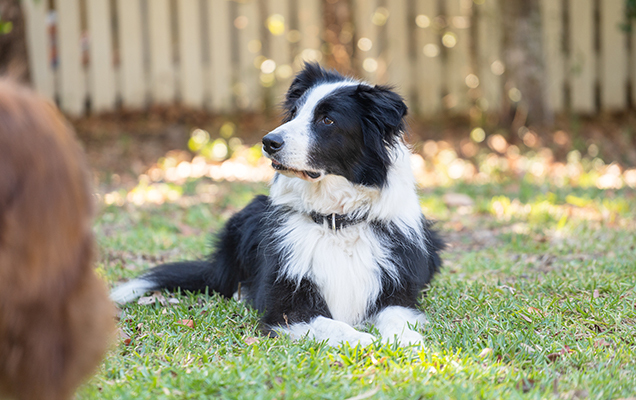 border collie lying down